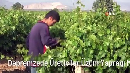 Depremzede Üreticiler Üzüm Yaprağı Mesaisinde