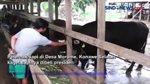Ini Dia 'Markoseng' Sapi Kurban Presiden Jokowi Berbobot 850 Kilogram di Konawe Selatan