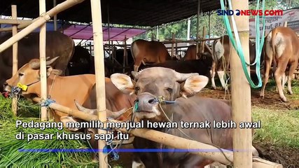 Download Video: Penjualan Hewan Kurban Mulai Marak di Jakarta, 1 Bulan Jelang Idul Adha