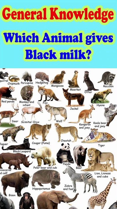 Which animal gives black color milk? Which animal produce black milk,