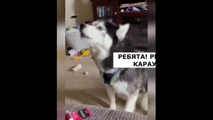 New Funny Videos 2023  Cutest Cats and Dogs  Part 103