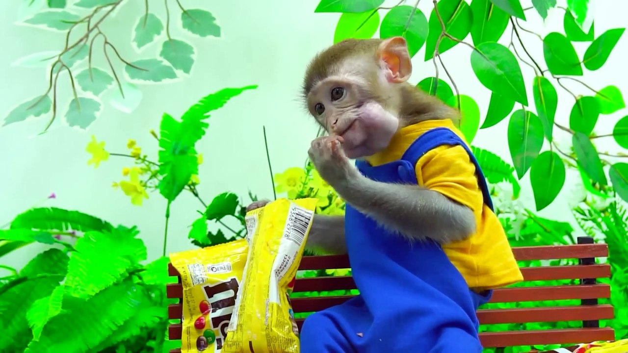KiKi Monkey had trouble with Rainbow Gumballs Dubble Bubble Candy Dispenser _ KUDO ANIMAL KIKI