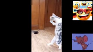 FUNNIEST MOMENTS ANIMALS 64