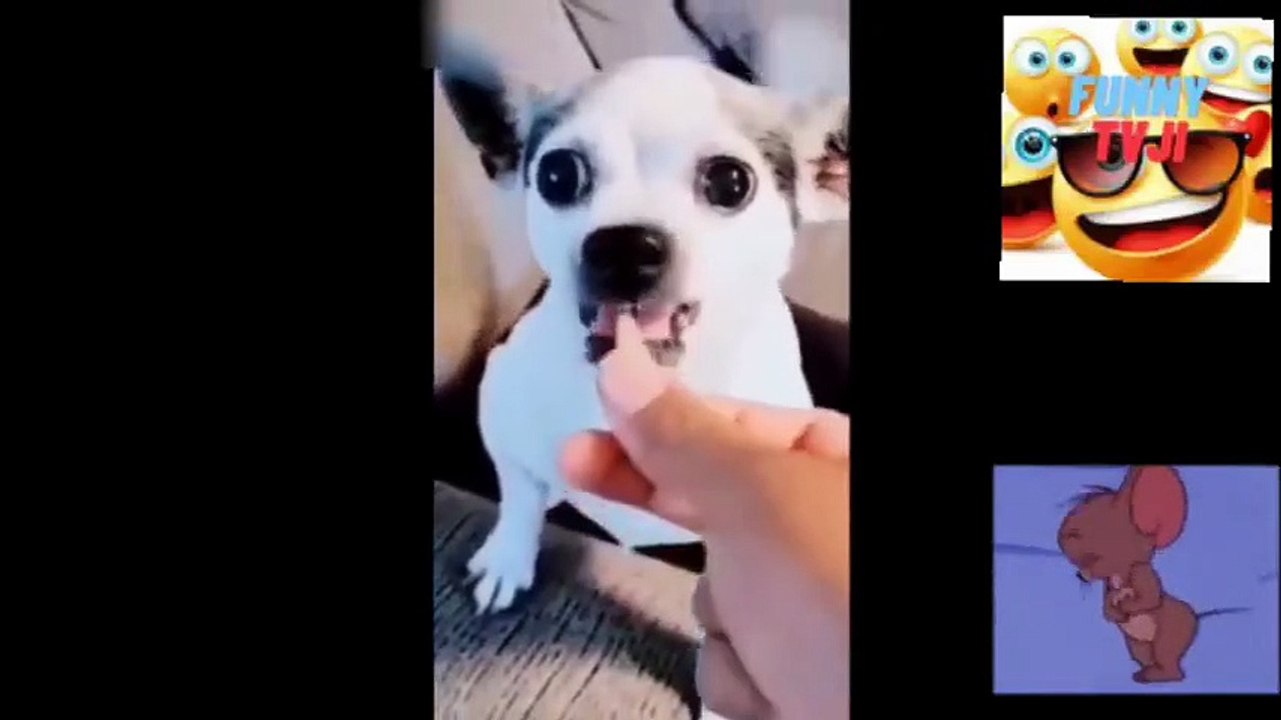 FUNNY ANIMALS VIDEO 75