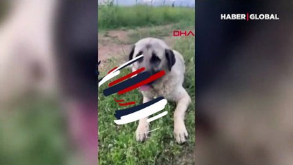 Zehirlenerek öldürülen köpeğin sahibi: Canımı aldılar
