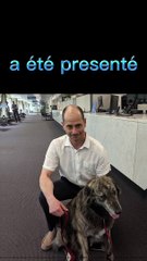 Un chien candidat aux élections ! (Insolite)