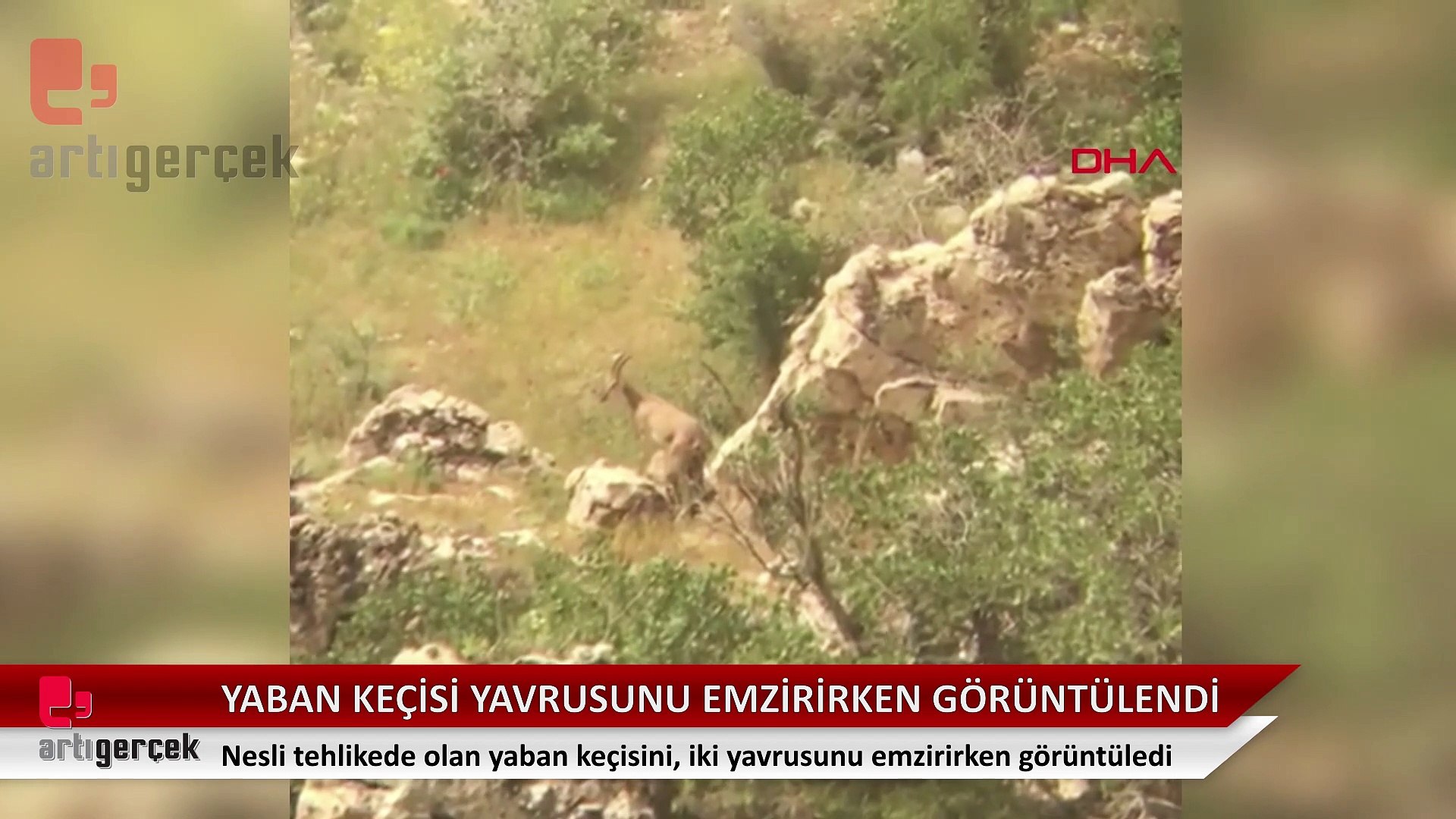 Yaban keçisi yavrularını emzirirken görüntülendi