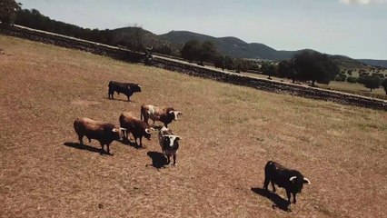 Toros Alcurrucén Corpus Toledo 2023