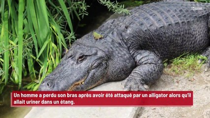 Un homme perd un bras après avoir été attaqué par un alligator dans un bar de Floride !