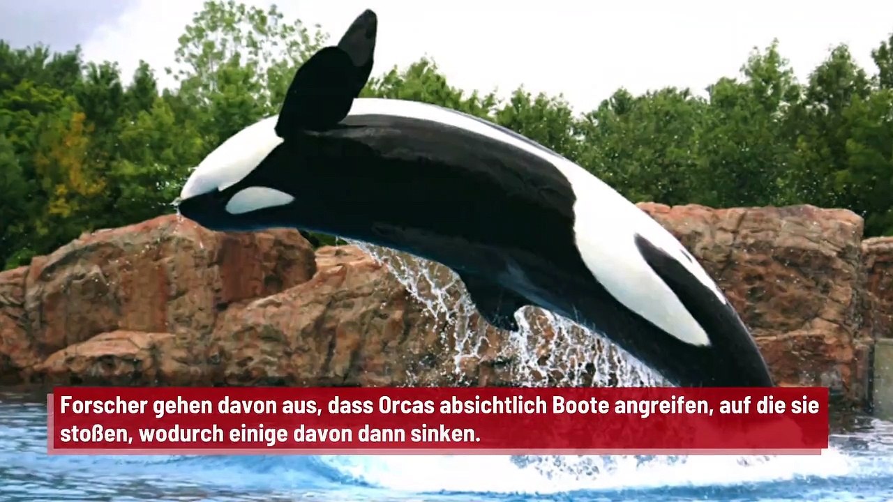 Berichten einer Studie zufolge greifen Orcas gezielt Boote an