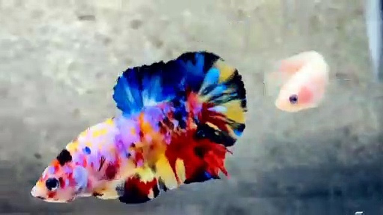Betta Fish Multicolor