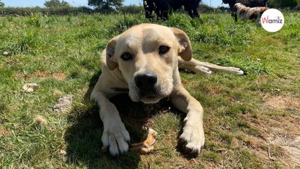 Passé de mains en mains, incompris, menacé d'euthanasie... ce chien trouvera-t-il enfin sa famille ?