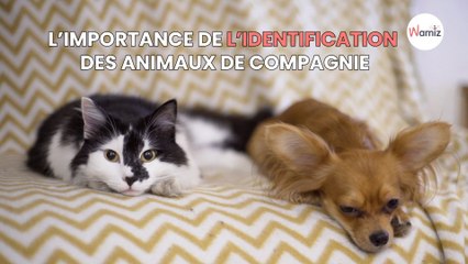 L'importance de l'identification sur les animaux de compagnies