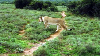 Comme si de rien n'était