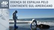 Gripe aviária: 9 mil animais morrem no Chile e deixam autoridades em alerta