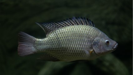 Man with severe burns receives a fish skin graft and the results are strange (PHOTO)