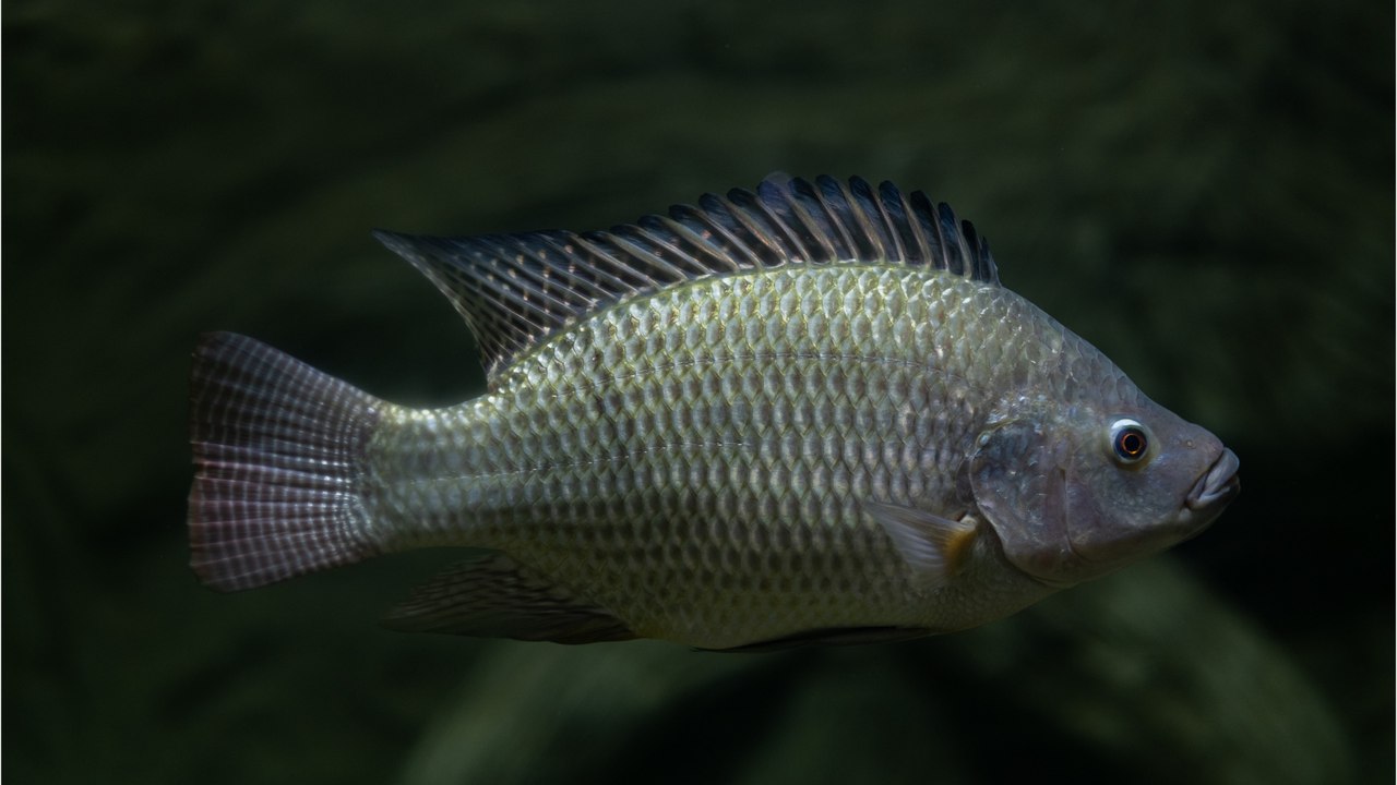 Man with severe burns receives a fish skin graft and the results are strange (PHOTO)