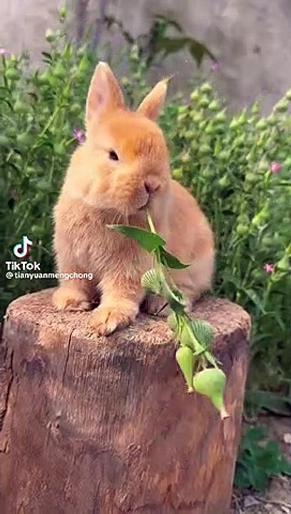 Rabbit funny video