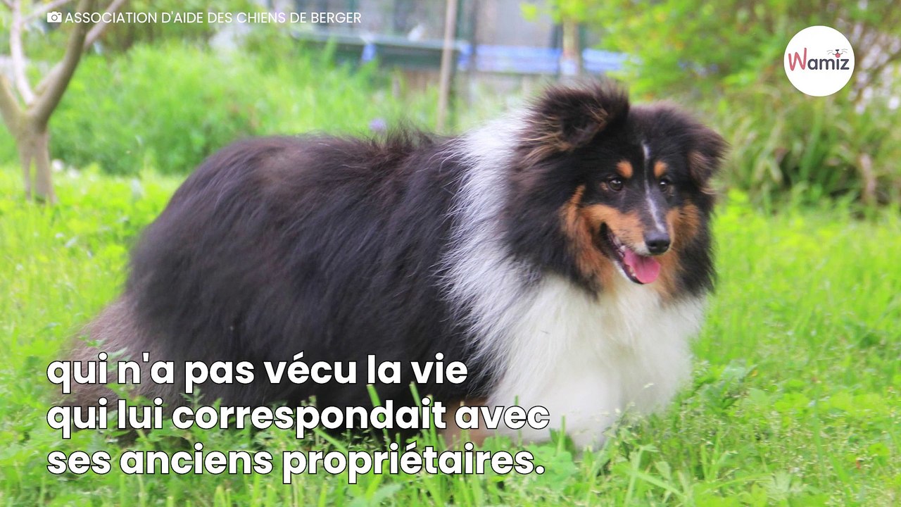 À un an, ce chien Berger des Shetland est déjà obèse et recherche une famille qui respectera ses besoins