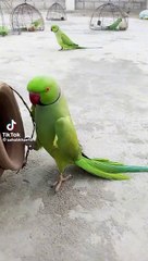 Ring neck parakeet