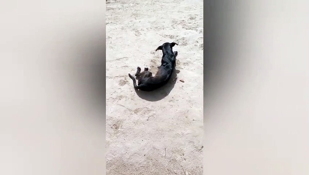 Dog masti time  dailymotion video.