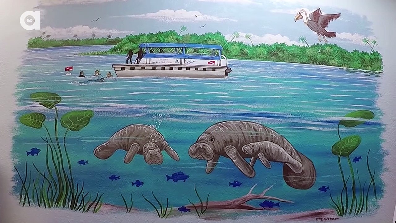 Manatees LOVE Video Cameras!