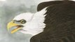 Top 10 Eagles Hunt Their Prey Without Mercy