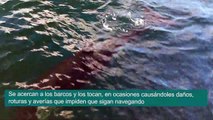 Las orcas hunden barcos en el estrecho de Gibraltar