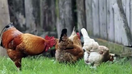 3 أفاعي الكوبرا تقترب من الدجاجة لكن ما حدث لايصدق ! (2)