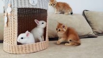 Kittens named Pixel and Garfield play along with little rabbits