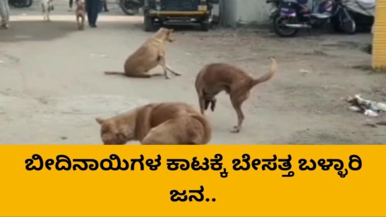 ಬಳ್ಳಾರಿ : ಬೀದಿ ನಾಯಿಗಳ ಕಡಿವಾಣಕ್ಕೆ ಪಾಲಿಕೆ ನಿರಾಸಕ್ತಿ ಆರೋಪ