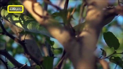 البرية الجامحة  قصة نمر مرقط   عرض جديد 2023 HD