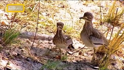 الحيوانات الأكثر فتكاً في أفريقيا 3 المياه المميتة   عرض جديد 2023 HD