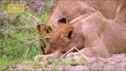 الحيوانات الأكثر فتكاً في أفريقيا 4 جنة المفترسات   عرض جديد 2023 HD