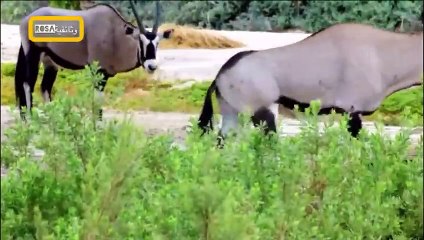 الحيوانات الأكثر فتكاً في أفريقيا5 قاتلو الصحراء   عرض جديد2023 HD