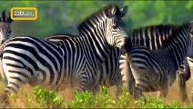 الحيوانات الاكثر فتكًا في أفريقيا 2  الناجون في السافانا   عرض جديد 2023
