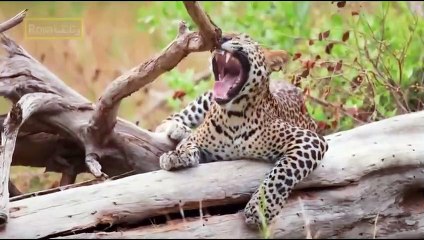 القطط الكبيرة   سلالة النمور السريلانكية   عرض 2023 HD