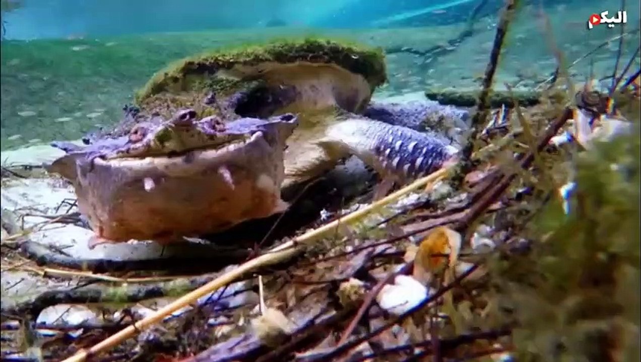 سلحفاة تمزق ثعبان إلى أشلاء ! صراع الزواحف !