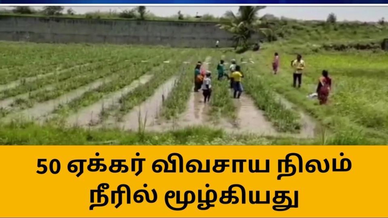 தருமபுரி: தொடர் மழையால் நீரில் முழ்கி பயிர்கள்-விவசாயிகள் கவலை