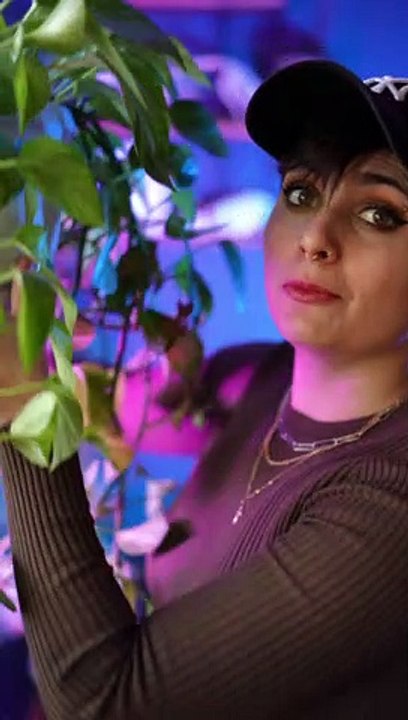 5 PLANTES FACILES DENTRETIEN