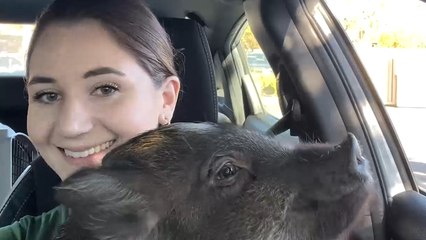 Woman HOUSETRAINED this TINY PIG!