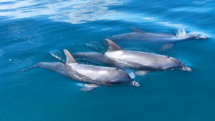 Mesmerising footage of a HUGE DOLPHIN POD!