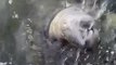 PLAYFUL MANATEE cleans teeth with dripping water!