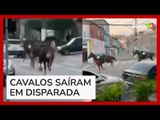 Cavalos da Polícia Militar saem em disparada pelas ruas de SP após fugirem de batalhão