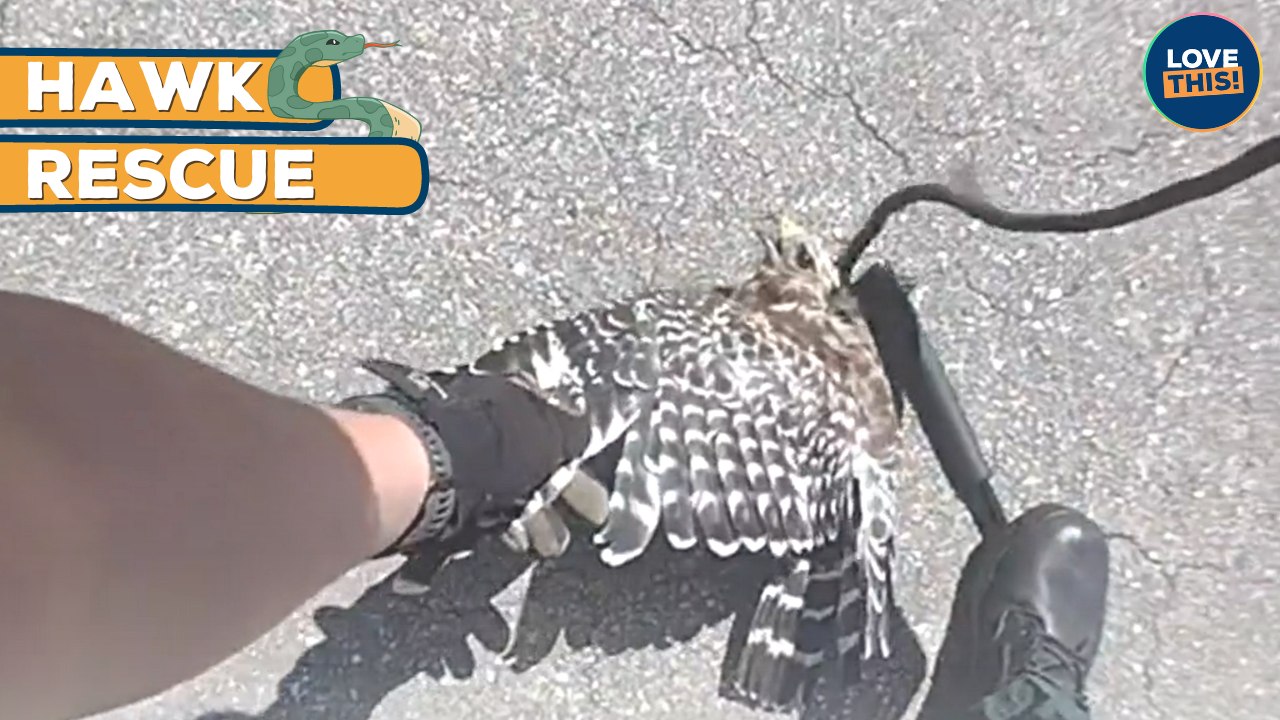 Police Rescue HAWK from SNAKE ATTACK!