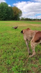 Old Remi s'approche avec prudence de la Turquie