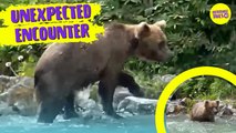 WILD BEAR swims too close for comfort near tourists!