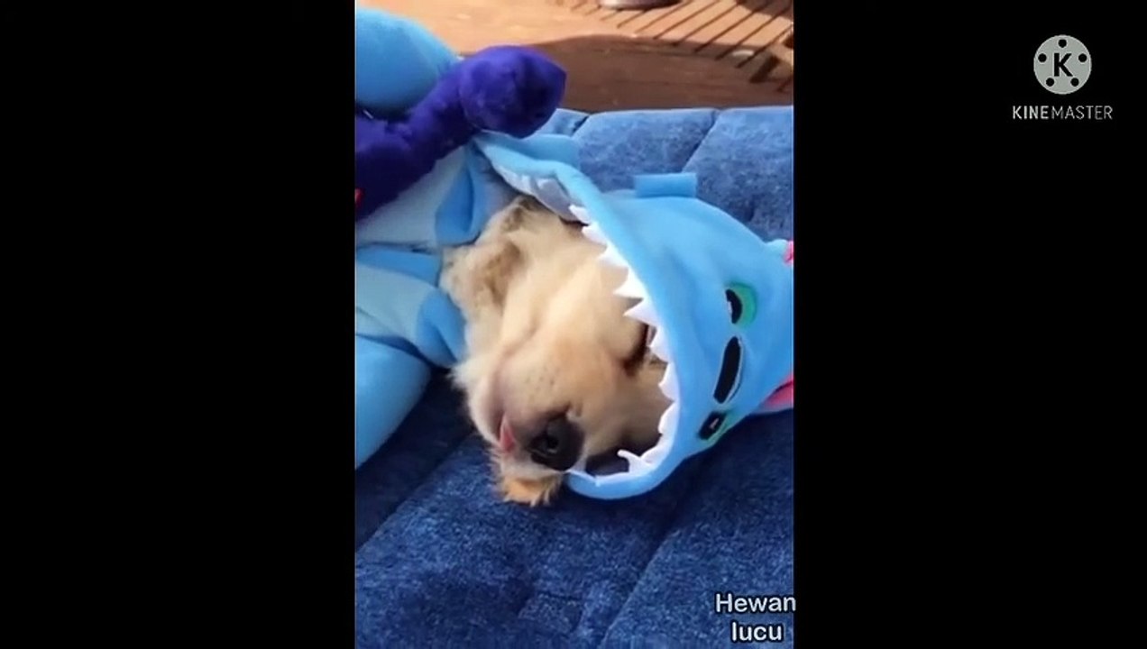 Kumpulan Video Anjing Lucu dan Pintar - Dunia Animal