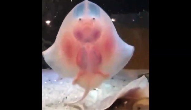 Quoi de plus adorable que ces bébés raies qui dansent sur la vitre d'un aquarium