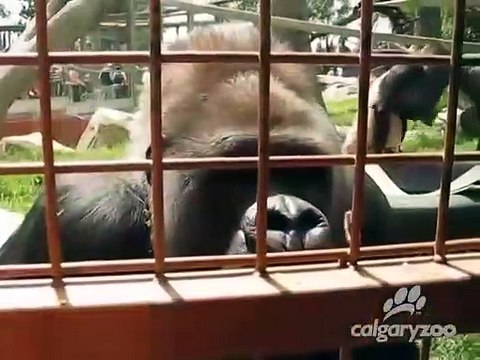 Ces gorilles tombent sur une petite chenille... leur réaction est adorable